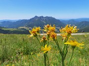 Capanna 2000 ad anello da Alpe Arera, festa di fiori-13giu26- FOTOGALLERY